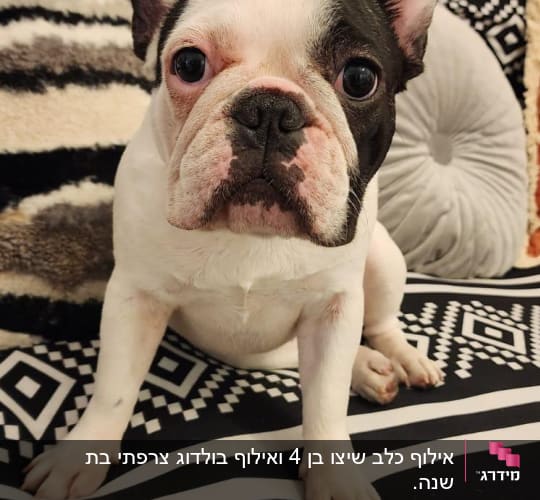 כלב יושב על ספה עם דוגמה גיאומטרית.